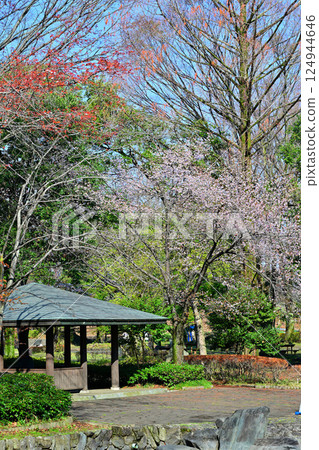 桶川市城山公園櫻花盛開 桶川市城山公園櫻花盛開 124944646