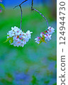 Cherry petals 124944730