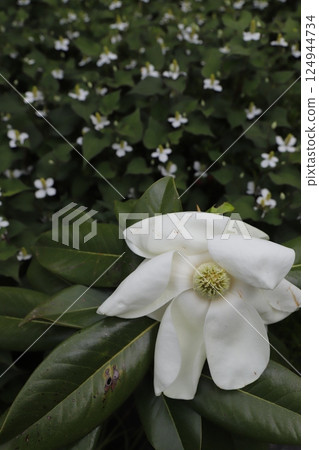 大白花，大花木蘭 124944734