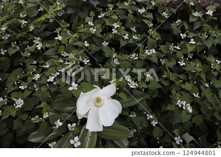 大白花，大花木蘭 124944801