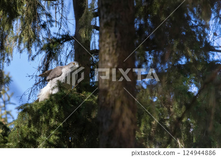 Goshawk (Accipiter gentilis) on a branch Goshawk (Accipiter gentilis) on a branch 124944886