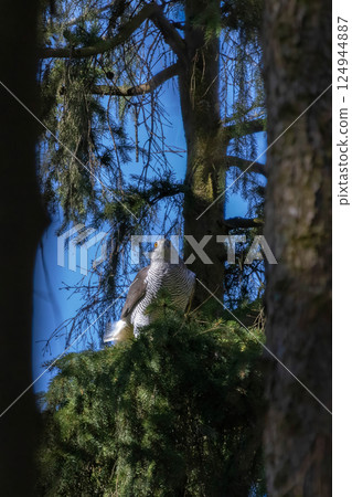 Goshawk (Accipiter gentilis) on a branch 124944887