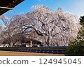 Honmenji Branch Sakura 124945045