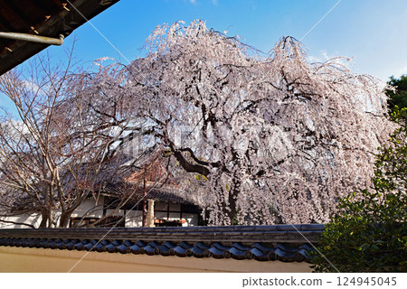 Honmenji Branch Sakura Honmenji Branch Sakura 124945045