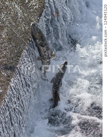 Salmon swimming upstream jumping Salmon swimming upstream jumping 124945120