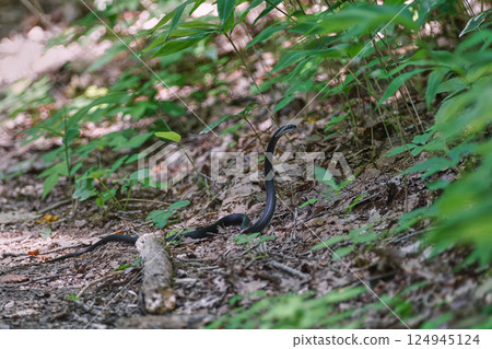 Black-stained striped snake 124945124