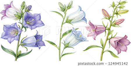 Watercolor Campanula Flowers Watercolor Campanula Flowers 124945142