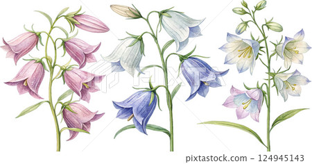 Watercolor Bellflowers Watercolor Bellflowers 124945143