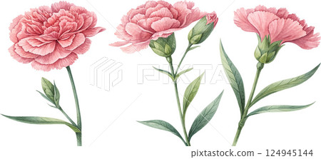 Watercolor Pink Carnations Watercolor Pink Carnations 124945144