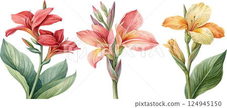 Watercolor Canna Lilies 124945150