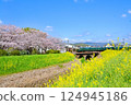 The luxury train Zuifu runs amongst cherry blossoms and rape blossoms in full bloom 124945186