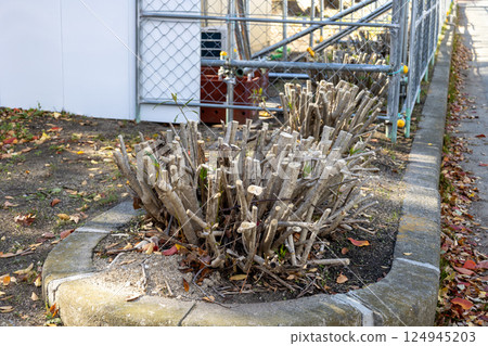 Felled oleander tree 124945203