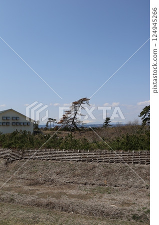 Arahama, Sendai city, state of reforestation after the tsunami 124945266