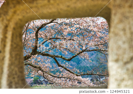 海津大崎櫻花即將盛開 124945321