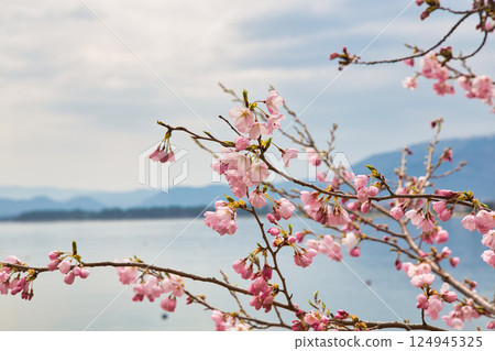 The cherry blossoms of Kaizu Osaki are eagerly awaited to be in full bloom 124945325