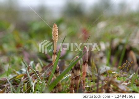 Tottori Four Seasons Walk Spring Flowers Weeds Tottori Four Seasons Walk Spring Flowers Weeds 124945662