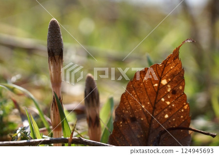 鳥取四季漫步春花雜草 鳥取四季漫步春花雜草 124945693