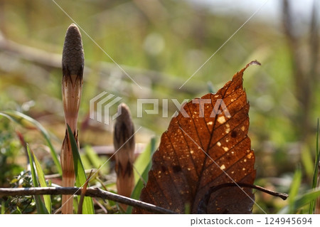 Tottori Four Seasons Walk Spring Flowers Weeds Tottori Four Seasons Walk Spring Flowers Weeds 124945694