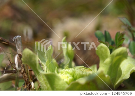 Tottori Four Seasons Walk Spring Flowers Weeds Tottori Four Seasons Walk Spring Flowers Weeds 124945709