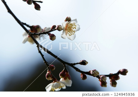 Tottori Four Seasons Walk Spring Flowers Weeds Tottori Four Seasons Walk Spring Flowers Weeds 124945936