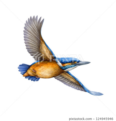 Flying kingfisher bird watercolor illustration. Hand drawn vintage style realistic illustration of a bright blue bird with orange breast in a flight isolated on white background 124945946