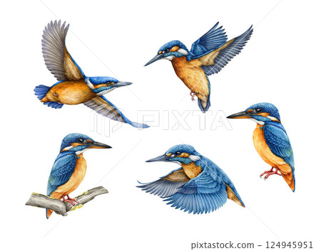 Kingfisher bird different pose watercolor illustration set. Hand drawn common kingfisher bright bird vintage style realistic illustration collection isolated on white background 124945951