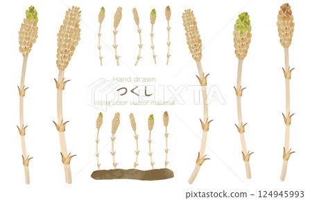 A set of roughly drawn watercolor horsetails A set of roughly drawn watercolor horsetails 124945993