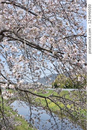 Somei-yoshino cherry trees along the Yamashina River (Fushimi Ward, Kyoto City) 124946080