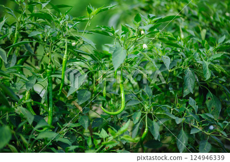 Green chilli pepper plants in growth at vegetable garden Green chilli pepper plants in growth at vegetable garden 124946339