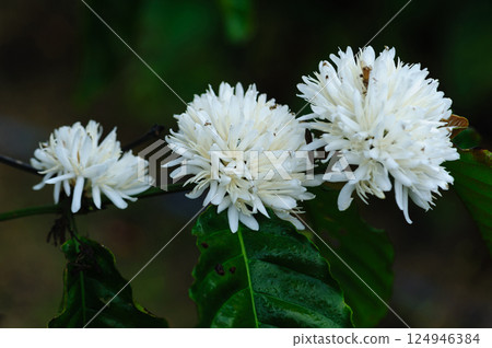 Coffee bean flowers blossom blooming on tree 124946384