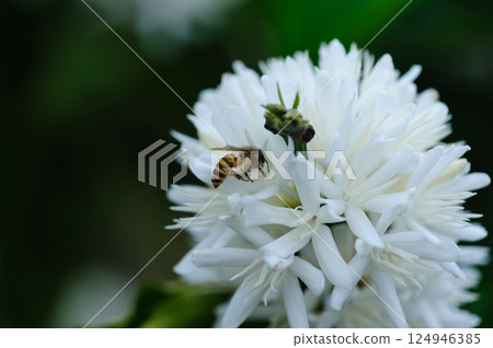 Coffee bean flowers blossom blooming on tree 124946385