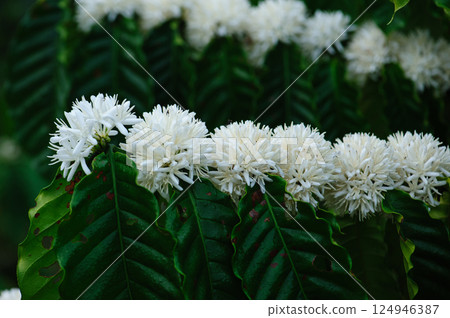 Coffee bean flowers blossom blooming on tree 124946387