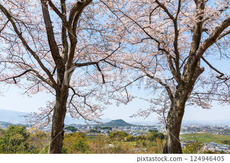 俯瞰三梨山和鶴居山的天櫪山櫻花 124946405