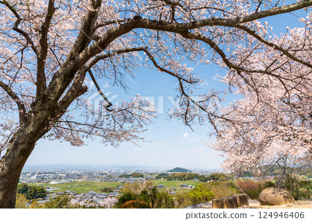 Cherry blossoms on Mount Amakashi overlooking Mount Miminashi and Mount Kagu 124946406