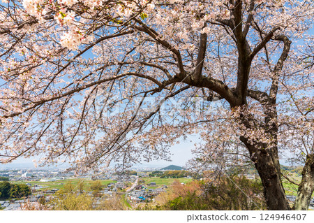 Cherry blossoms on Amagashi Hill overlooking Mount Miminashi 124946407