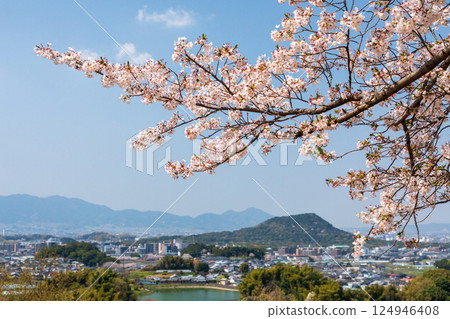 Cherry blossoms on Amagashi Hill overlooking Mount Unebi Cherry blossoms on Amagashi Hill overlooking Mount Unebi 124946408