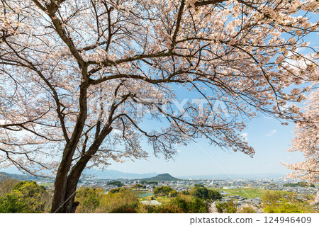 Cherry blossoms on Amagashi Hill overlooking Mount Unebi 124946409