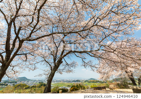 Cherry blossoms on Mount Amagashi overlooking Mount Unebi, Mount Miminashi, and Mount Kagu Cherry blossoms on Mount Amagashi overlooking Mount Unebi, Mount Miminashi, and Mount Kagu 124946410