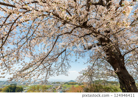 Cherry blossoms on Amagashi Hill overlooking Mount Miminashi 124946411