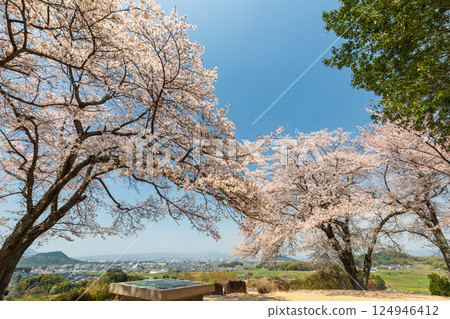 Cherry blossoms on Mount Amagashi overlooking the Yamato Sanzan mountains (Mount Unebi, Mount Miminashi, and Mount Kagu) 124946412