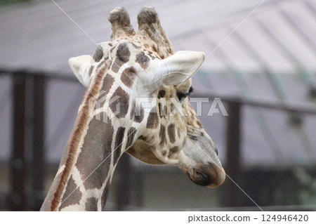 Giraffe Giraffe 124946420