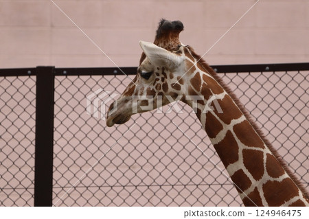 Giraffe  124946475