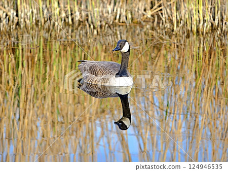 Canada goose on the water Canada goose on the water 124946535