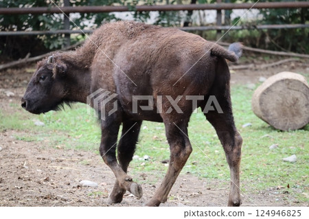 美洲野牛 美洲野牛 124946825
