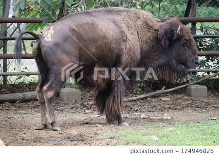 美洲野牛 124946826