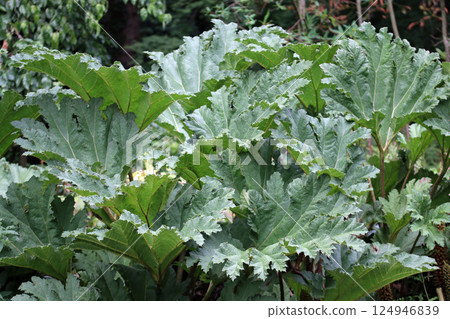 Gunnera giant rhubarb plant leaves 124946839