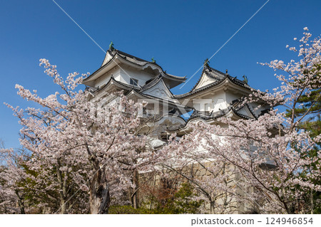 櫻花和天守閣(伊賀上野城) 櫻花和天守閣(伊賀上野城) 124946854