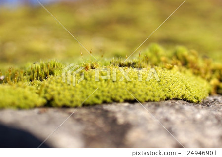 鳥取四季走冬天的花 124946901