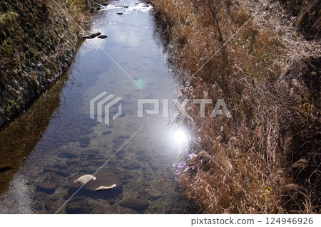 Tottori four season walk winter flower 124946926