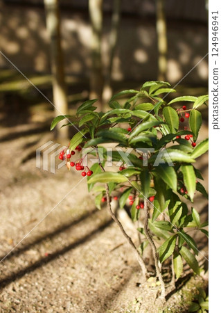 Tottori four season walk winter flower 124946941